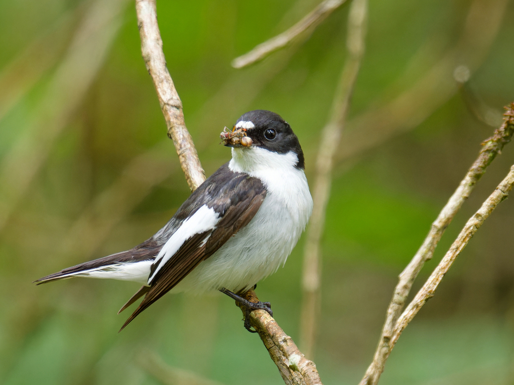 Pied Flycatcher